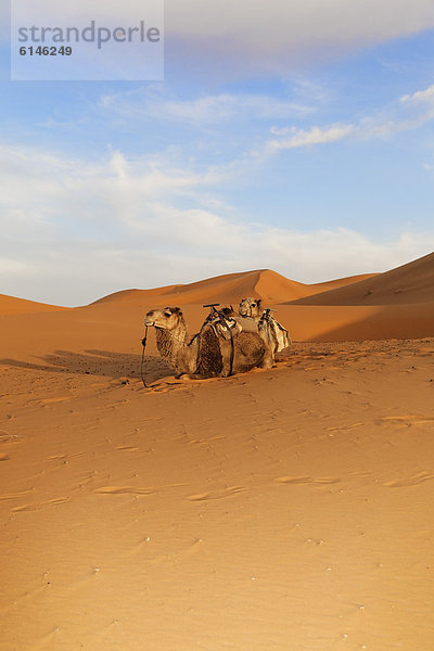 Dromedar (Camelus dromedarius)  Sanddünen von Erg Chebbi  Erfoud  MeknËs-Tafilalet  Königreich Marokko  Sahara  Maghreb  Afrika