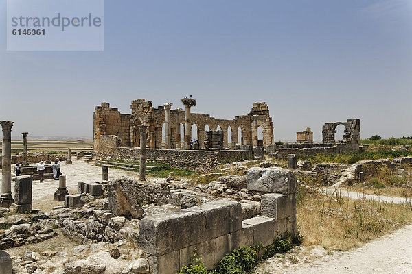 Das Forum in der römischen Ausgrabungsstätte Volubilis  UNESCO Weltkulturerbe  MeknËs  MeknËs-Tafilalet  Königreich Marokko  Maghreb  Afrika
