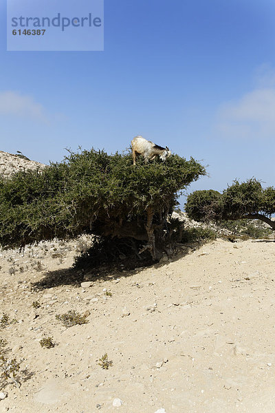 Ziege (Capra sp.) auf Arganbaum (Argania spinosa)  Agadir-Ida ou Tanane  Souss-Massa-Dara‚  Königreich Marokko  Maghreb  Afrika