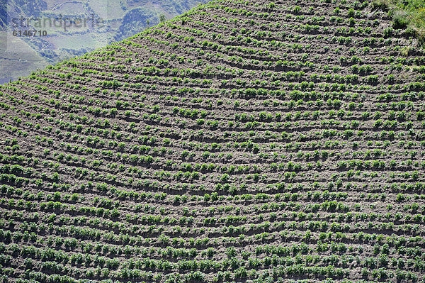 Feld mit Bohnen an einem steilen Hang im andinen Hochland  Ecuador  Südamerika