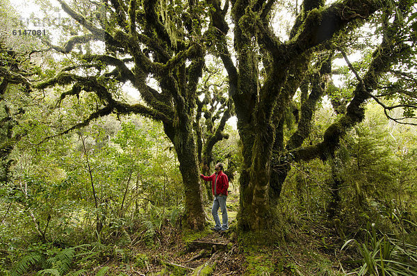 Wanderer im Regenwald vor knorrigem  moosbewachsenem Baum  Mt. Taranaki Nationalpark  Nordinsel  Neuseeland