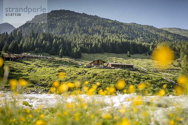 Hahnenfuß (Ranunculus) vor Bergbach  hinten Berggasthof Grawa Alm  Stubaital  Tirol  Österreich  Europa