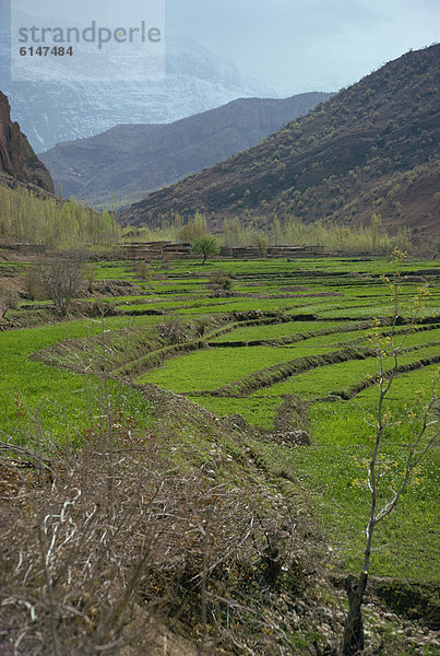 Narenjestan Garten  Schiraz  Iran  Naher Osten