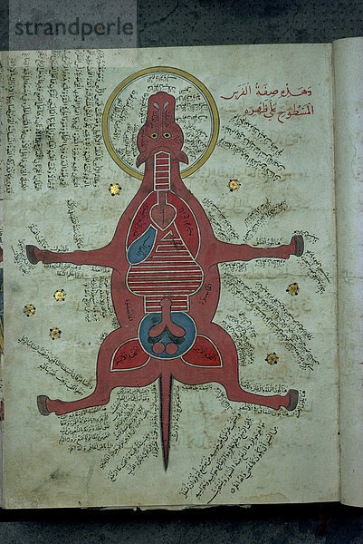 zeigen  Tier  Anatomie  Naher Osten  Iran  Manuskript