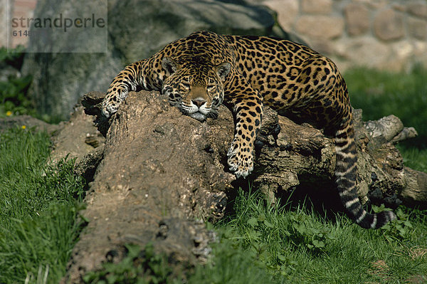 Jaguar (Felis Onca) liegend auf abgefallener Baum  Wildpark Dartmoor  Devon  England  Vereinigtes Königreich  Europa