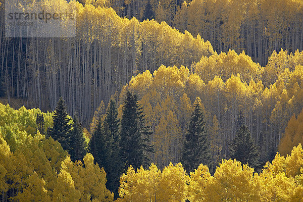 Vereinigte Staaten von Amerika  USA  gelb  Nordamerika  Espe  Populus tremula  immergrünes Gehölz  Colorado