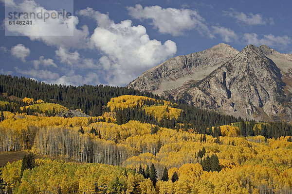 Vereinigte Staaten von Amerika  USA  Berg  Felsen  gelb  Nordamerika  Espe  Populus tremula  immergrünes Gehölz  Colorado