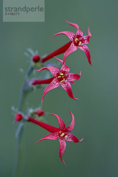 Vereinigte Staaten von Amerika  USA  Stinktier  Mephitis mephitis  Blume  Nordamerika  Colorado  Fee  Gunnison National Forest  Trompete