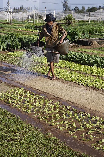 Wasser  Mann  Garten  anpflanzen  Samen  Südostasien  Vietnam  Asien  Markt