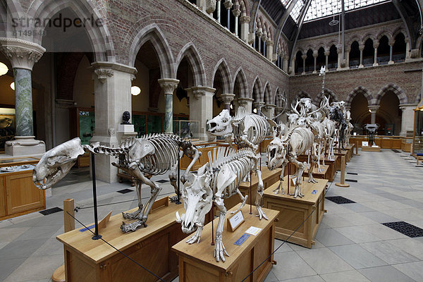 Oxford University Museum of Natural History  Naturhistorisches Museum der Universität Oxford  Oxford  Oxfordshire  England  Großbritannien  Europa