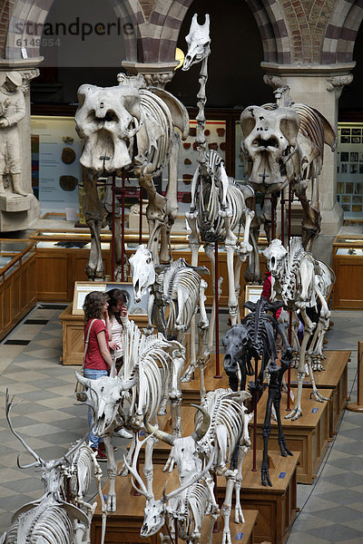 Oxford University Museum of Natural History  Naturhistorisches Museum der Universität Oxford  Oxford  Oxfordshire  England  Großbritannien  Europa