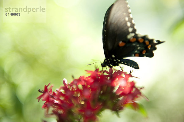 Blume  blühen  Schmetterling  hocken - Tier