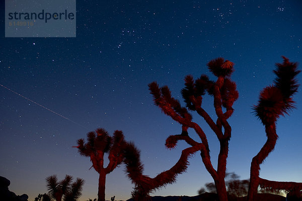 sternförmig  Baum  Himmel  über  bizarr