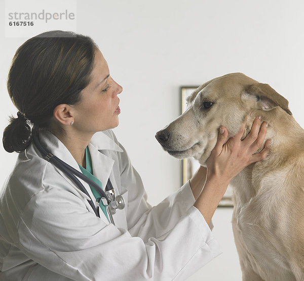 Hund  Tierarzt  Untersuchung