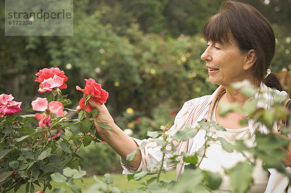 Senior  Senioren  Frau  sehen  Hispanier  Rose