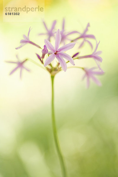 Blume  blühen  pink