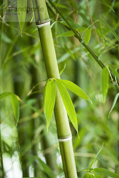 grün  Wachstum  Bambus
