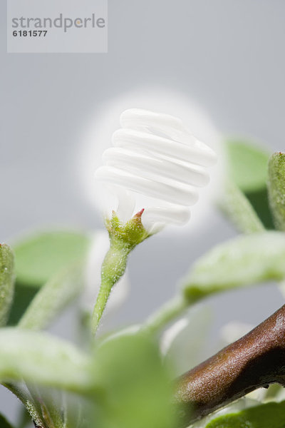 Beleuchtung  Licht  Pflanze  Kompaktleuchtstofflampe  Baumstamm  Stamm  Blumenzwiebel