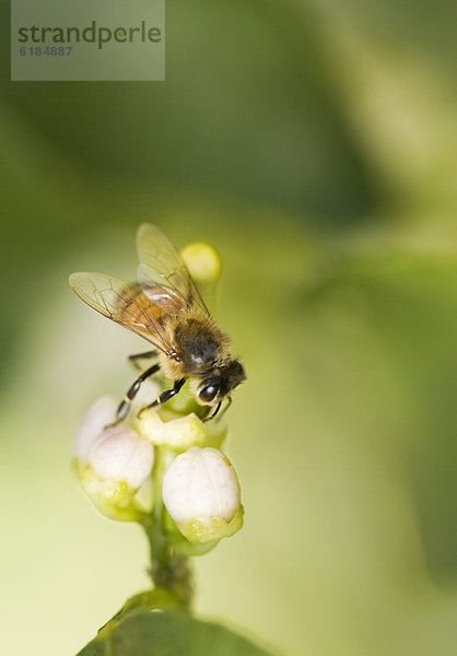 Blume  landen  Biene