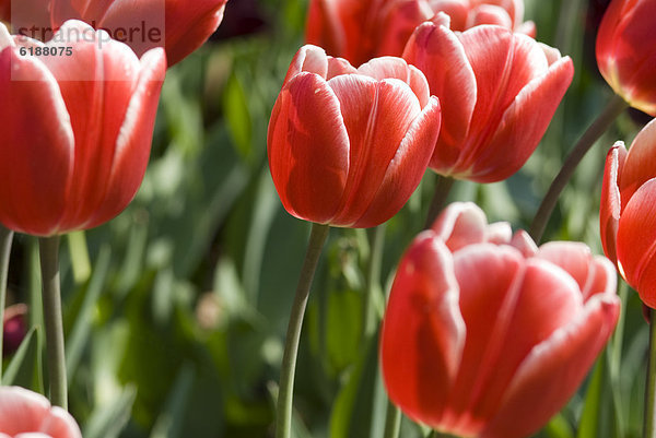 hoch  oben  nahe  rot  Tulpe