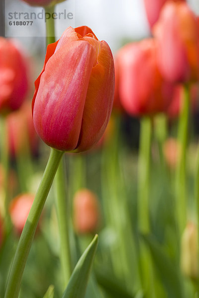 hoch  oben  nahe  Tulpe