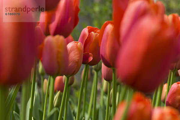 hoch  oben  nahe  Tulpe