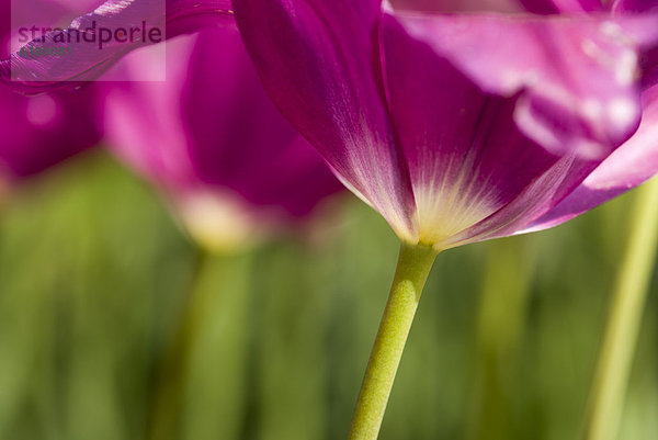 hoch  oben  nahe  lila  Tulpe