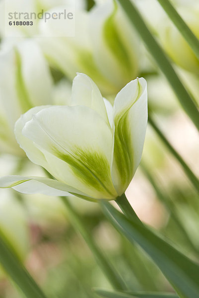 Close up weißen Tulpe
