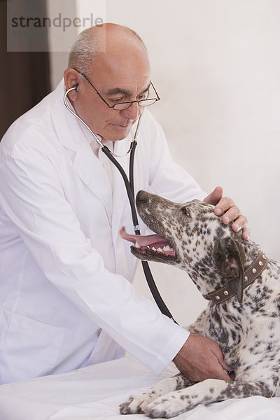 zuhören Herzschlag Tierarzt