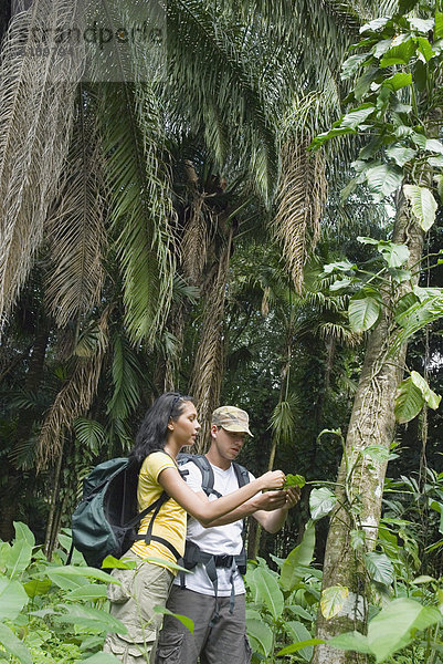 Forschung  Hispanier  Regenwald
