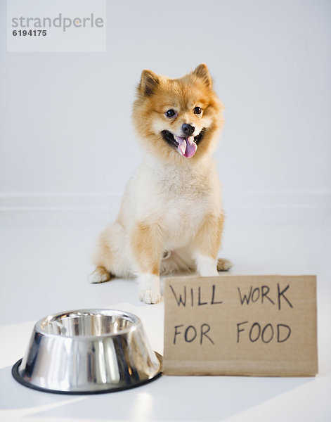 arbeiten  Lebensmittel  Zeichen  Hund  Spitz  Spitze  Signal