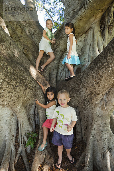 stehend  Baum  groß  großes  großer  große  großen