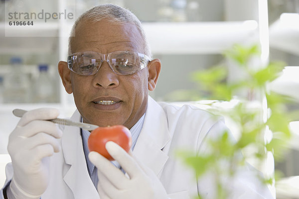 Labor  Wissenschaftler  Analyse  zeigen  Tomate