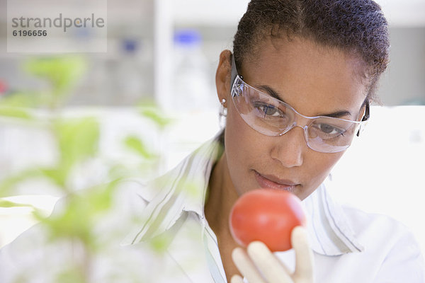 Labor  Wissenschaftler  Analyse  zeigen  Tomate