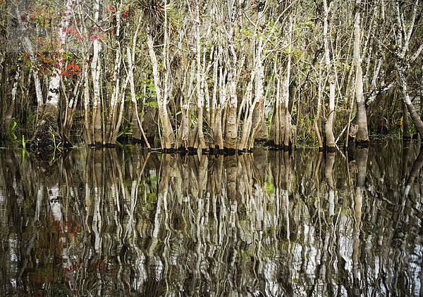 Wasser  Baum  Wachstum  Everglades Nationalpark