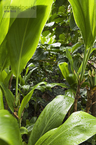 Botanik  nass  Überfluss  Regenwald