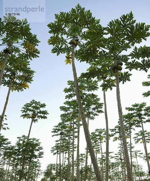 Baum  Wachstum  Obstgarten  Kokosnuss
