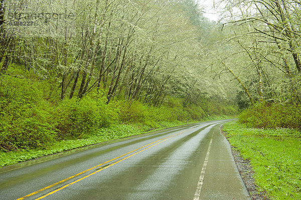 Wald  Bundesstraße