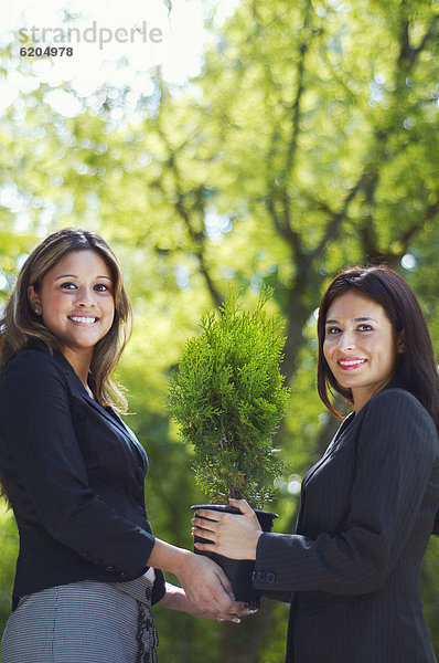 Geschäftsfrau  Baum  Hispanier  halten  Topfpflanze