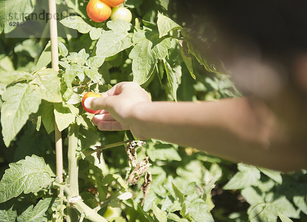 Hispanier  Tomate  Kletterpflanze  aufheben  Mädchen