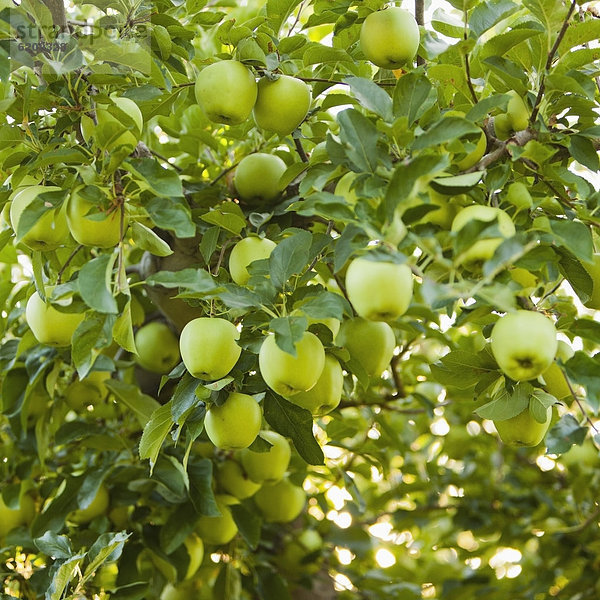 Baum  grün  Wachstum  Apfel