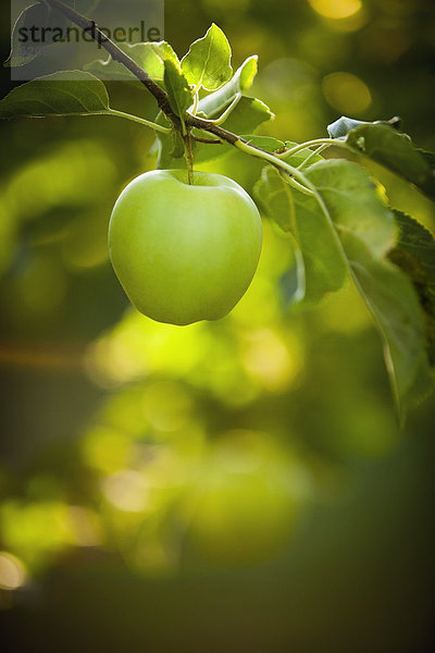 Baum  grün  Wachstum  Apfel