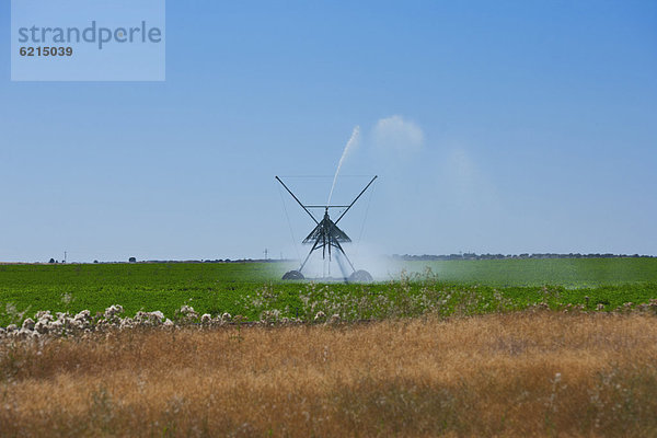 Wasser  Rasensprenger  Nutzpflanze  Feld