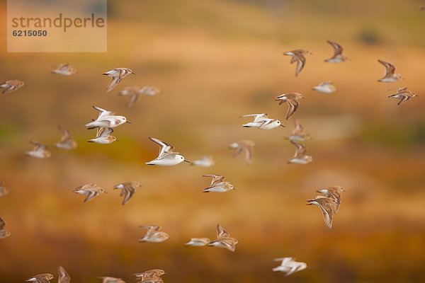 fliegen  fliegt  fliegend  Flug  Flüge  Himmel  Vogelschwarm  Vogelschar  Sanderling  calibris alba