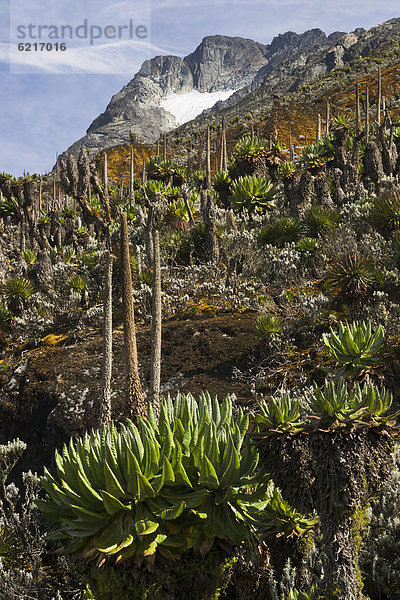 Afroalpine Vegetation vor Gletscher des Mount Baker  Ruwenzori Gebirge  Uganda  Afrika