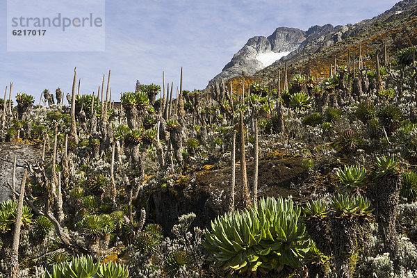 Afroalpine Vegetation vor Gletscher des Mount Baker  Ruwenzori Gebirge  Uganda  Afrika