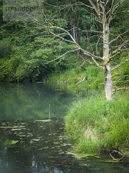 Kahler Baum an einem Altwasser am Bertoldsheimer See  Bertoldsheim  Bayern  Deutschland  Europa