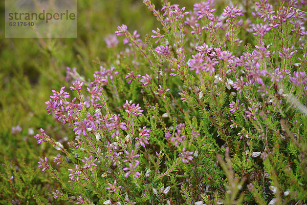 Blühendes Heidekraut in den schottischen Highlands  Grampian Mountains  Schottland  Vereinigtes Königreich  Europa
