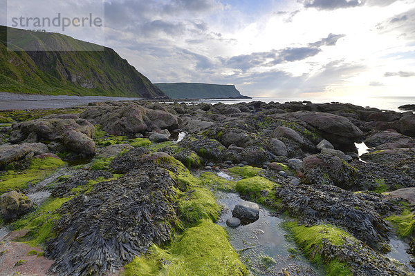 Küstenlandschaft mit Algen und großen Steinen bei Crovie  Banffshire  Schottland  Vereinigtes Königreich  Europa