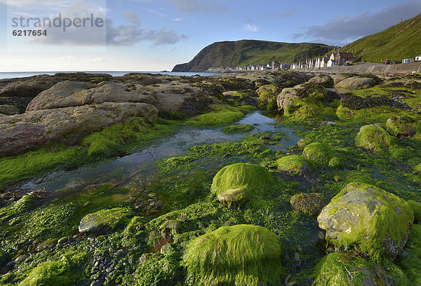 Küstenlandschaft mit Algen und großen Steinen am Fischerort Crovie  Banffshire  Schottland  Vereinigtes Königreich  Europa